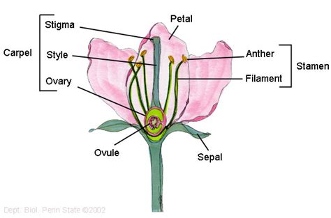 draw   labelled diagram  flower science   organisms reproduce