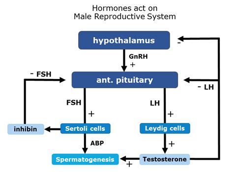 Hormonal Regulation In The Male Reproduction – Human Reproduction A