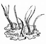 Licheni Piante Vegetale Comparsa Viventi Muschi Cellula Animale Lapappadolce Erano Piccole Terrestre Queste Numerose Evidenza Periodo Troviamo Fossile Spore sketch template