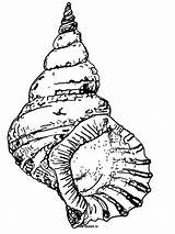 Coloring Seashell Shell Drawing Pages Conch Sea Printable Draw Kids Clipart Seashells Beach Line Snail Cliparts Simple Sheets Book Adult sketch template