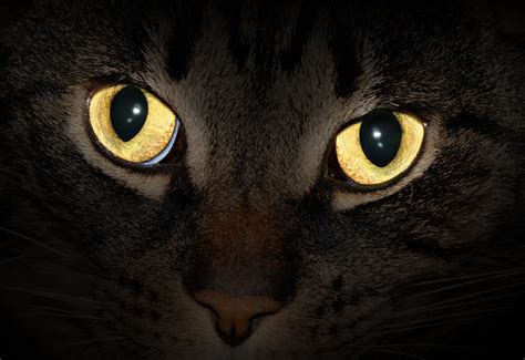 cats eyes glow   dark konsep terbaru