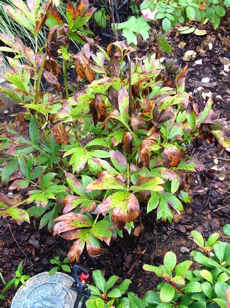southern peony  questions brown peony leaves  late summer