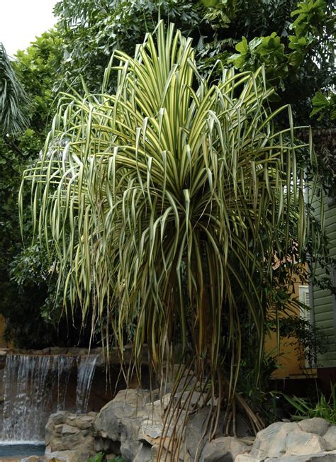mit seinem palmenartigen aussehen ist der schraubenbaum eine beliebte buero und zimmerpflanze