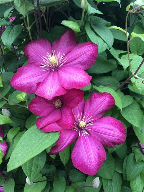 clematis plant care  collection  varieties gardenorg