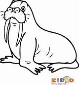 Walrus Pages Color Coloring Kids Print sketch template