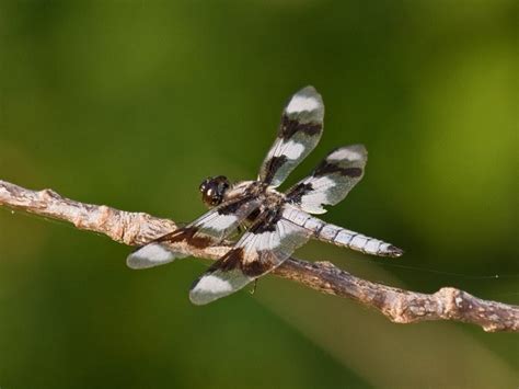 dragonflies pacific nw birder