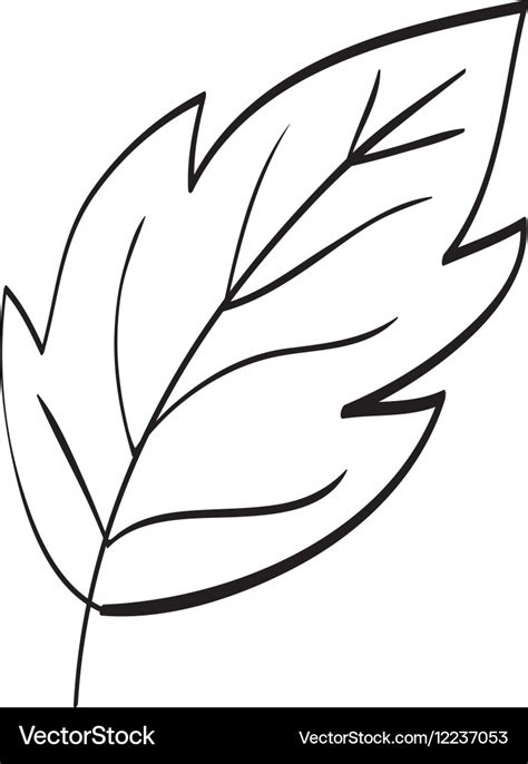beautiful leaf  black  white royalty  vector image