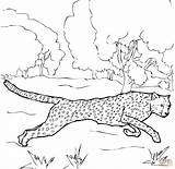 Cheetah Coloring Pages Running Printable sketch template