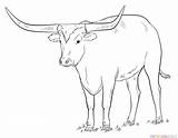 Longhorn Coloring Texas Drawing Pages Draw Bull Cow Printable Drawings Step Tutorials Longhorns Animal Getdrawings Kids Clipart Realistic Supercoloring Paintingvalley sketch template