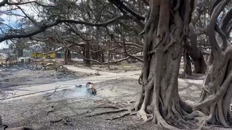 lahainas historic  year  banyan tree  badly scorched