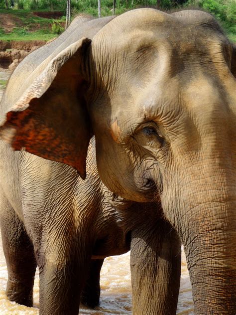 Sri Lanka Elephant Nature Park Elephant Pictures
