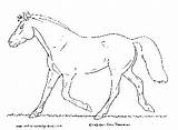 Horse Coloring Pages Trotting Sheet Trot Color sketch template
