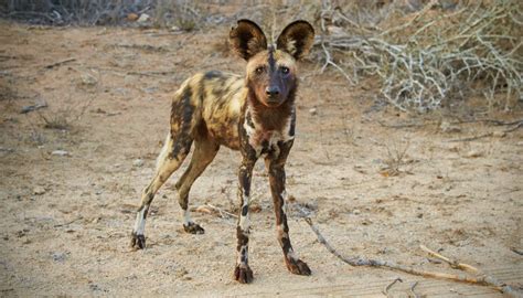 photographic journey  meet african wild dogs  continents uncapturable shadows learn