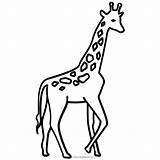 Jirafa Jirafas Imprimir Giraffe Ausmalbilder Ultracoloringpages sketch template