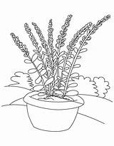 Lavender Coloring Flower Pot Pages Drawing Printable Colouring Flowers Color Getdrawings Choose Board Sheets Getcolorings Bestcoloringpages Kids sketch template