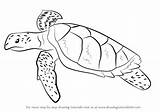 Hawksbill Turtles Cartoon Tortoises Drawingtutorials101 Ridley Learn Kemps sketch template