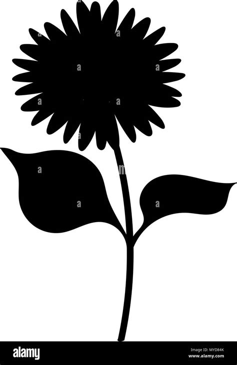 sunflower silhouette  res stock photography  images alamy