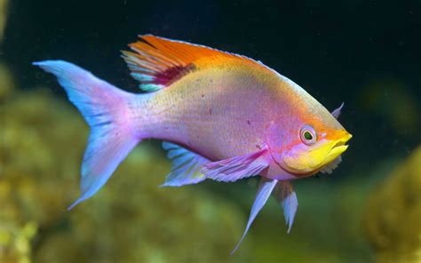 caracteristicas de los peces de agua dulce peces wikipedia