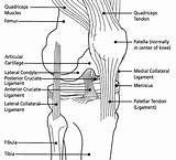 Knee Diagram Anatomy Joint Medial Ligament Anterior Patella Cruciate Collateral Unhappy Triad Pain Muscle Quadriceps Ligaments Labeled Injury Orthopedic Wikidoc sketch template