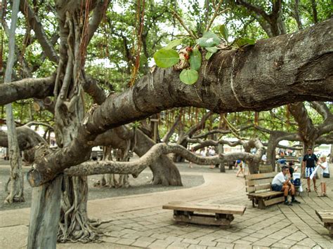 lahaina banyan tree maui urban icon