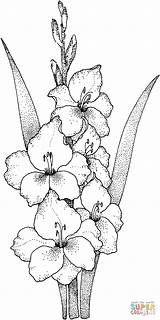 Gladiolus Drawing Flower Getdrawings sketch template