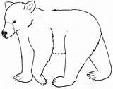 Bear Drawing Easy Cartoon Polar Outline Coloring Pages Bears Clipart Getdrawings Wombat Outlines Drawings Dingo Cliparts Teddy Animals Step Line sketch template