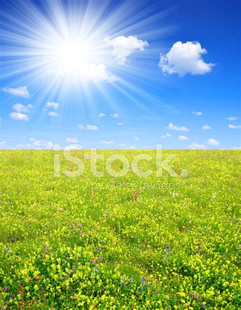 spring meadow stock photo royalty  freeimages