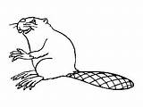 Ws School First Coloring Pages Beaver Beavers Activities Printable sketch template