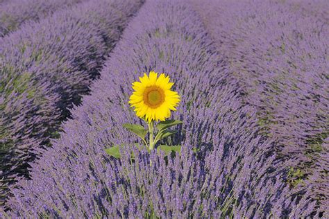sunflower  english lavender field valensole valensole plateau alpes de haute provence