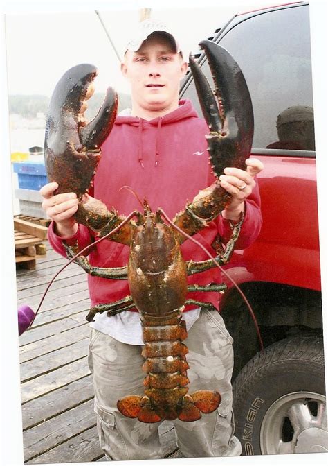 rare  clawed lobster caught  wells maine maine ly lobster