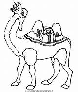 Camello Cammelli Cammello Kamele Pintar Disegno Colorare Malvorlage Dromedari Disegnidacoloraregratis sketch template
