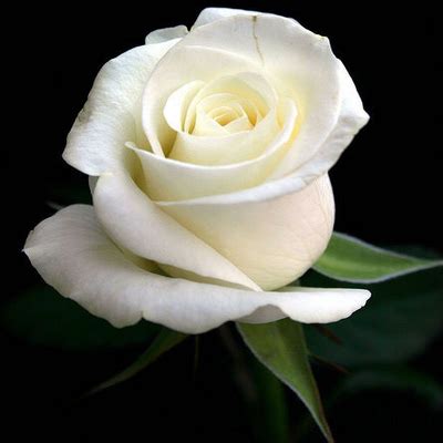 white rose elegant flower   indeedfree
