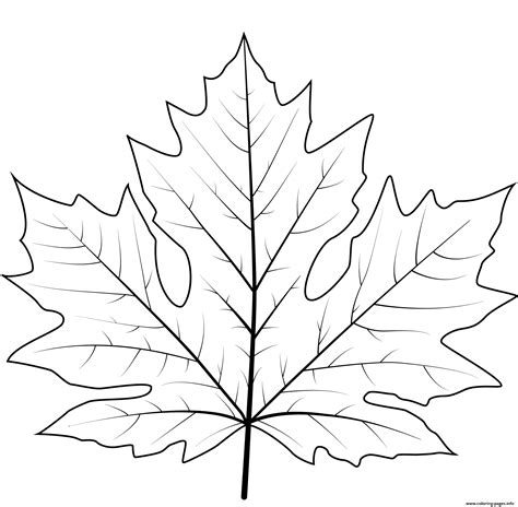 large maple leaf coloring page   gambrco