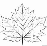 Maple Leafs sketch template