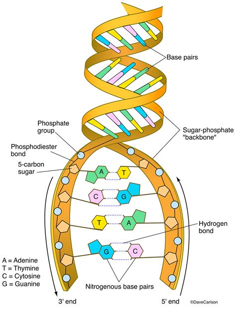 dna structure carlson stock art