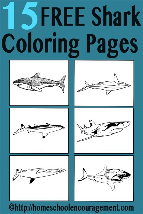 shark coloring pages  shark week   coloring awesome