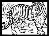 Tigre Colouring Corriendo sketch template