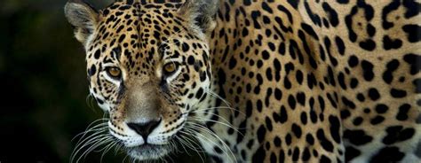 jaguar pro wildlife