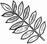 Tree Coloring Pages Leaves sketch template