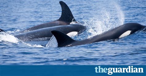 An Extraordinary Battle Between Sperm Whales And Orcas
