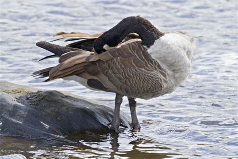 Canada Goose New Zealand Birds Online