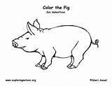 Coloring Pig Labeling Labeled Body Diagram Parts Pdf Exploringnature Template sketch template