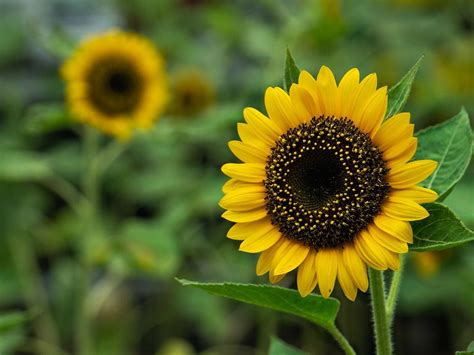 pin de โมจิ เมจิ em sunflowers girassol