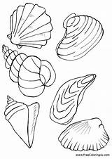 Coloring Shells Pages Printable Seashell Starfish Template Popular sketch template