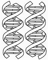 Dna Coloring Printable Kids Double Helix Pages Worksheet Structure Drawing Color Sheet Clipart Worksheets Molecule Science Replication Biology Adn Book sketch template