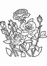Rosas Desenhos Malvorlagen Bunga Colorir Rysunek Obraz Halaman Mewarna Kertas Kwiatki Kolorowanki Malowanki sketch template