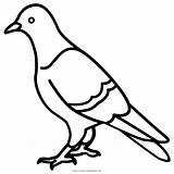 Pigeon Paloma Colorear Columbidae Feral Squab sketch template