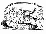 Chaton Coloring Chatons Cat Corbeille Coloriages Gratuit 1901 Puppies Bébé Paintingvalley sketch template
