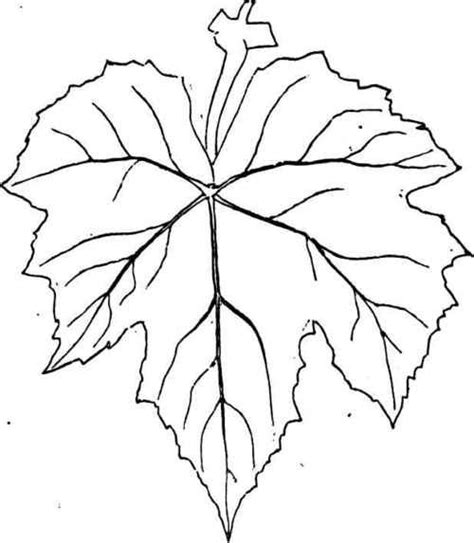 grape leaves colouring pages leaf drawing drawings leaf template