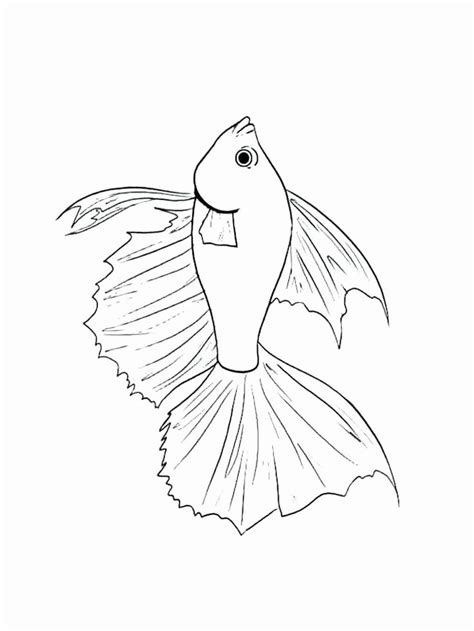 betta fish coloring page beautiful betta coloring page  getcolorings